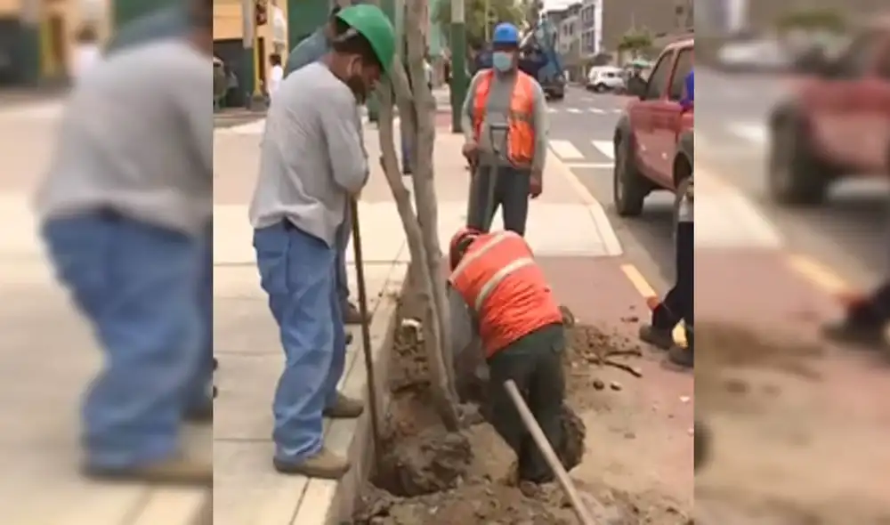 Usuarios en redes sociales denunciaron que los árboles dificultaban el tránsito de ciclistas. Foto: captura de Canal N