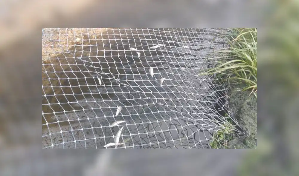 Familia de Máxima Acuña denuncia envenenamiento de mil truchas de su criadero [FOTOS]