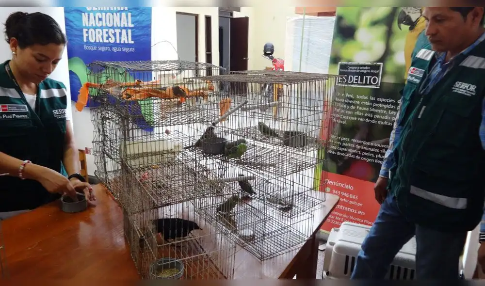 Rescatan aves silvestres cazadas ilegalmente en Piura 