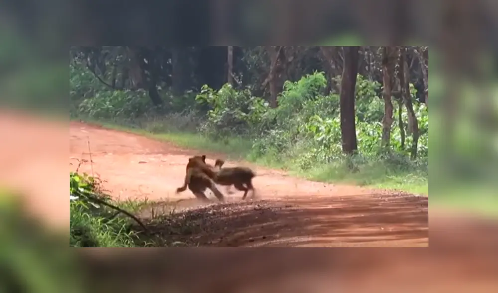 Desliza hacia la izquierda para ver el feroz ataque de los animales que se hizo viral en Facebook.