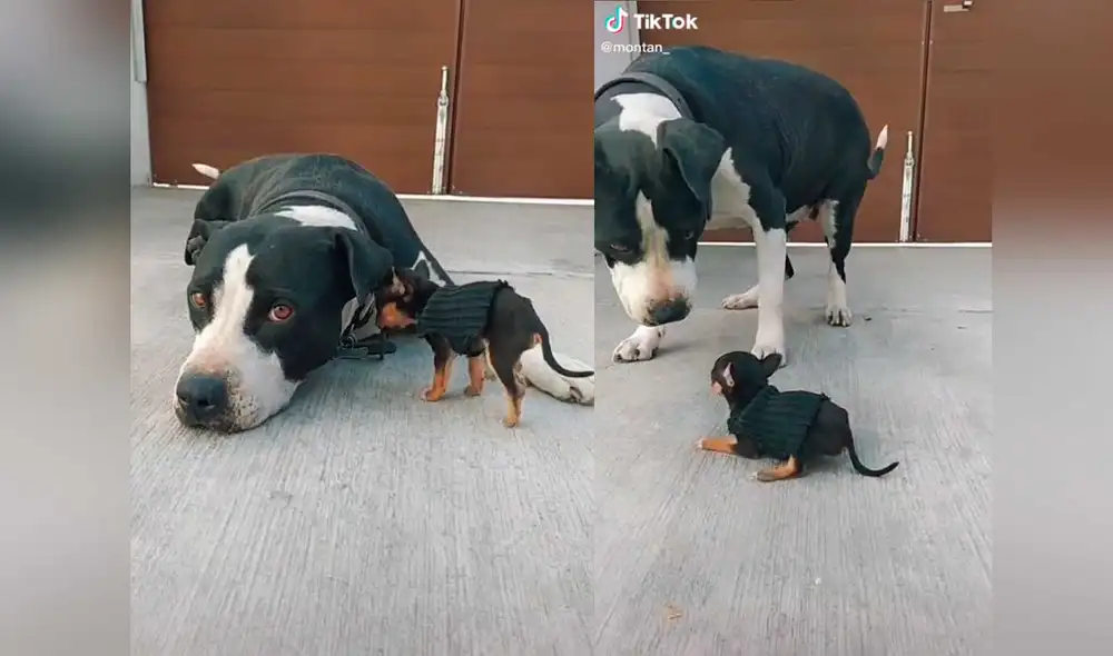 Desliza las imágenes para ver la divertida escena que protagonizaron estas dos mascotas al conocerse. Foto: captura de TikTok/ montan_pets