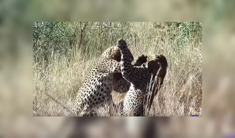 YouTube viral: leopardo lucha a muerte con rival, sin imaginar que su presa se le escaparía [VIDEO] 