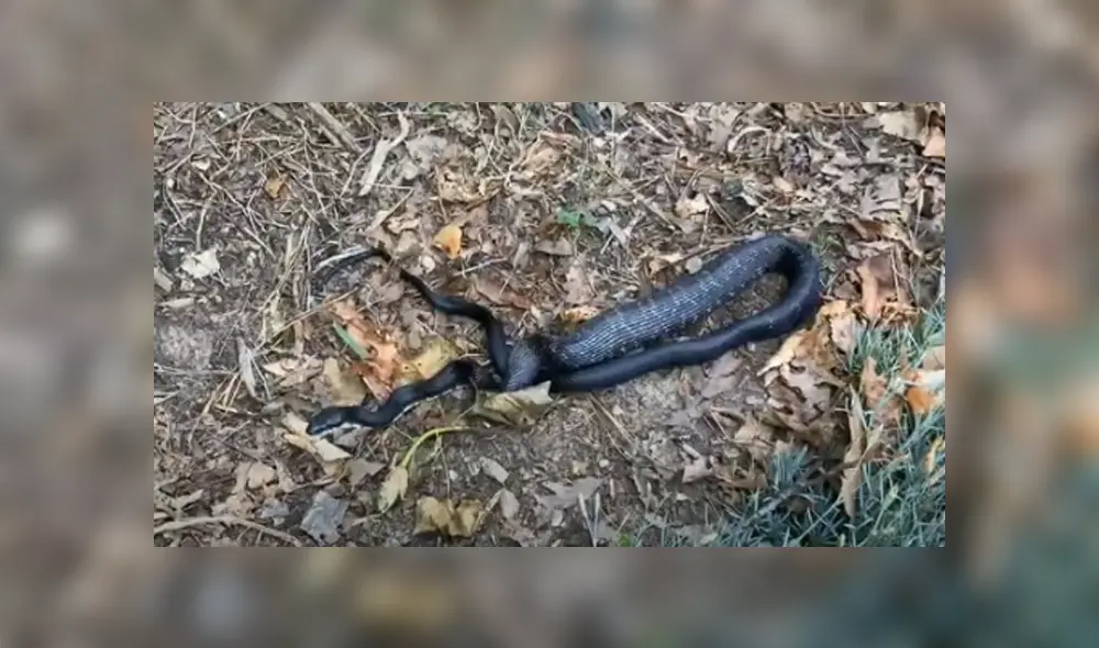 Desliza hacia la izquierda para ver las imágenes del viral de Facebook. Desliza hacia la izquierda para ver las imágenes del viral de Facebook.