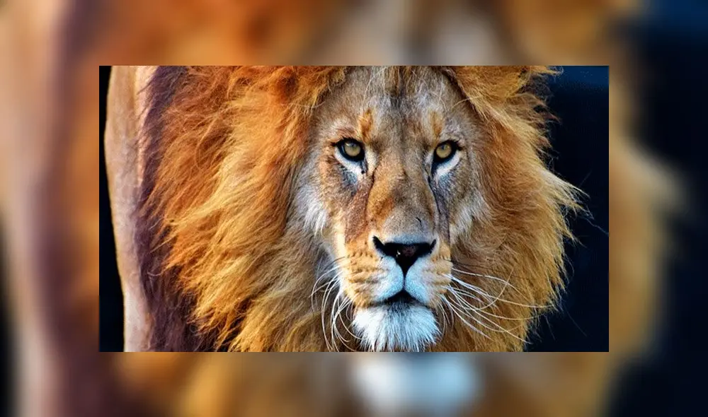 La fiera arrastró a su víctima por casi medio kilómetro. Fuente: foto referencial.