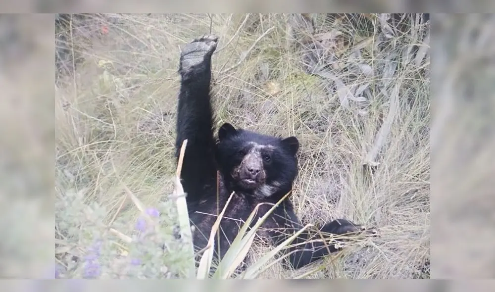 Guardaparques avistaron al oso andino cuando disfrutaba de su hábitat. Foto: Sernanp. Guardaparques avistaron al oso andino cuando disfrutaba de su hábitat. Foto: Sernanp.