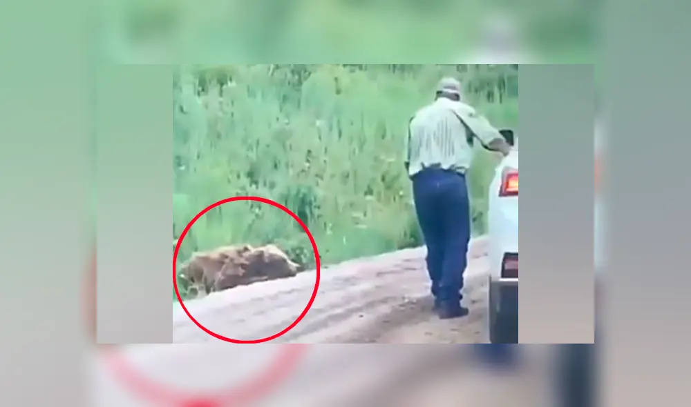 Hombre se acerca a enorme oso herido, lo acaricia y se lleva tremendo susto [VIDEO] 
