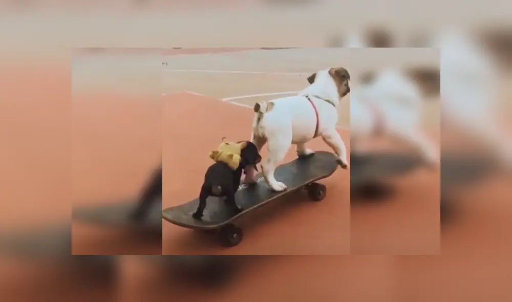 Desliza las imágenes para ver más sobre esta tierna escena entre dos perritos. (Foto: captura)