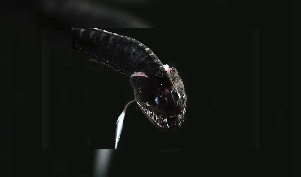 Fotografía de un Idiacantus, pez abisal ultranegro. Foto: Karen Osborn / Smithsonian. Fotografía de un Idiacantus, pez abisal ultranegro. Foto: Karen Osborn / Smithsonian.