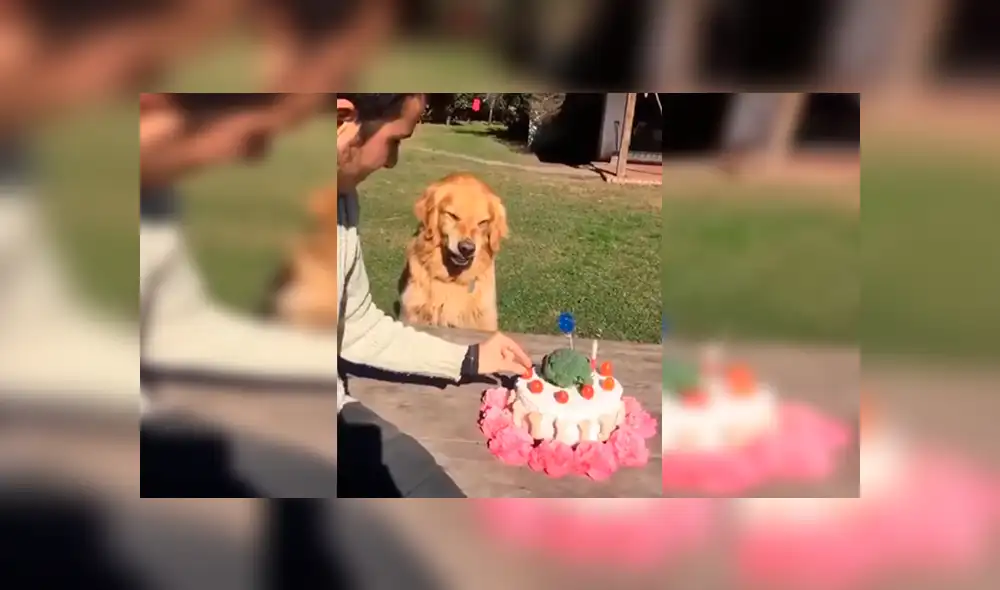 YouTube viral: hombre intenta quitarle la torta a su perro ‘cumpleañero’ y este enfurece 
