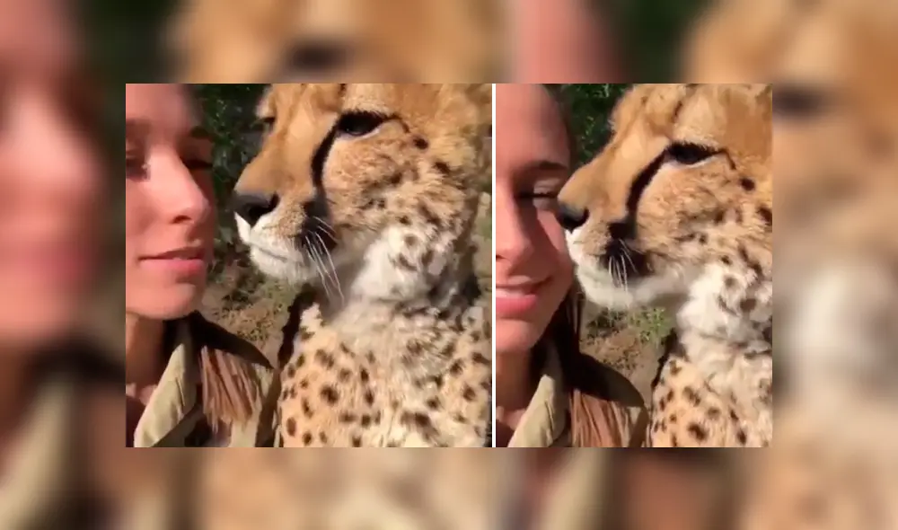 La arriesgada cuidadora de felinos le dio un beso a un leopardo. La arriesgada cuidadora de felinos le dio un beso a un leopardo.