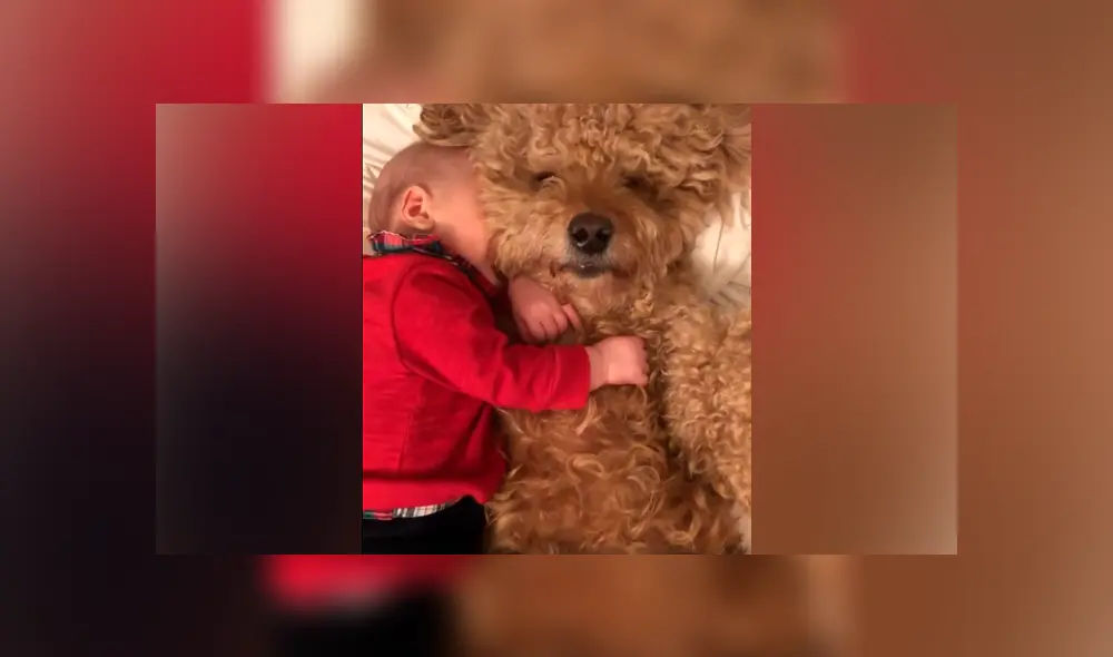 Desliza las imágenes hacia la izquierda para apreciar la conmovedora escena que protagonizó un bebé junto a su mascota.