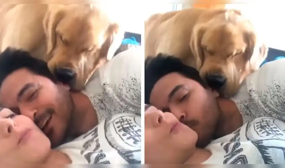 Facebook viral: perro tiene épica reacción al ver a pareja en 'situación íntima' [VIDEO]