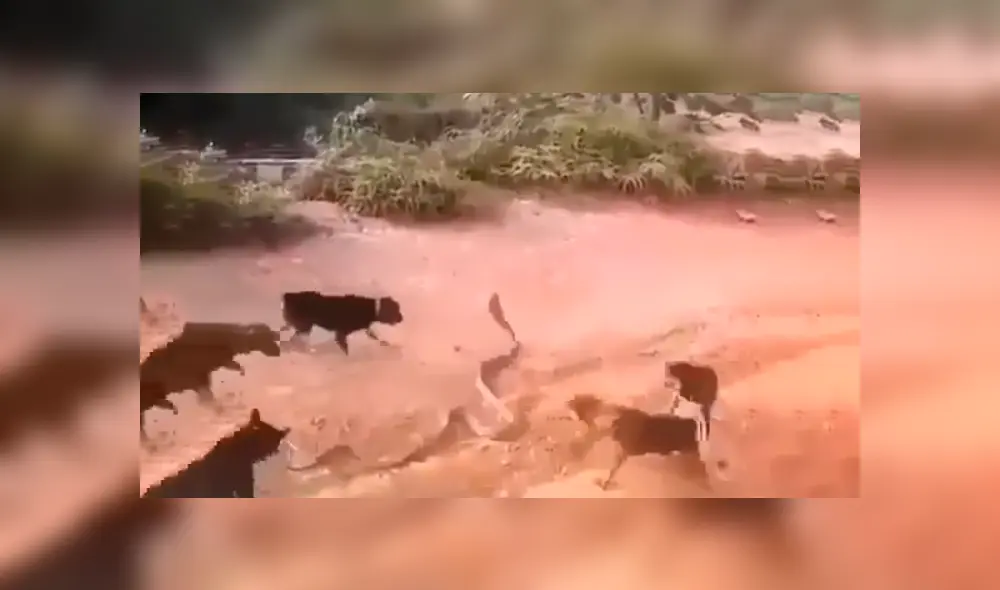 Feroces perros se enfrentan con enorme serpiente que ingresó a casa de su amo. Feroces perros se enfrentan con enorme serpiente que ingresó a casa de su amo.