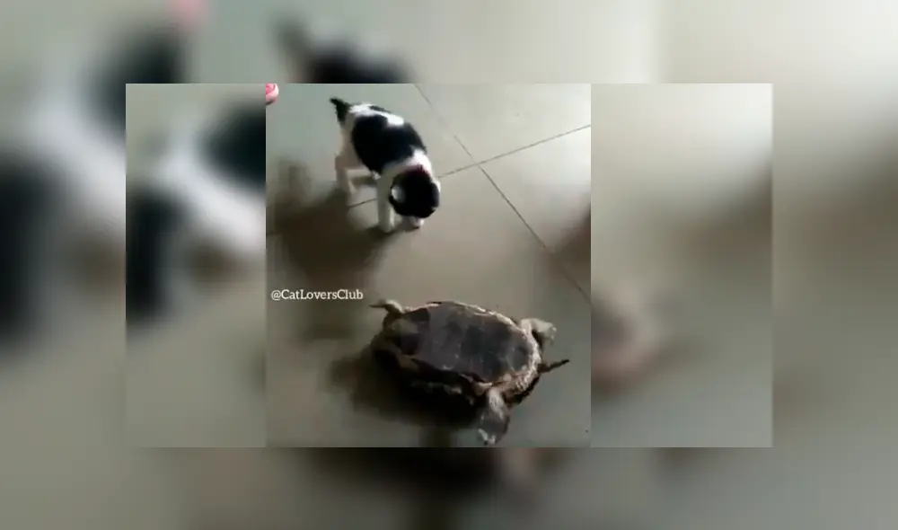 El felino se ganó los aplausos de cientos de internautas tras protagonizar un curioso episodio con una tortuga en casa de su dueña