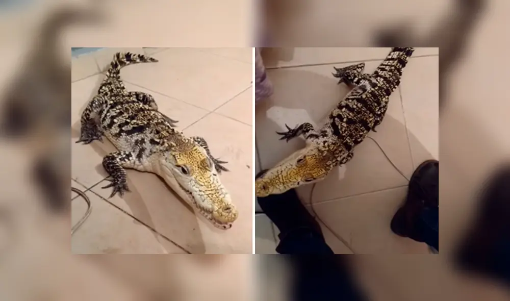 Hombre adiestra a cocodrilo y lo convierte en una obediente mascota, hecho que sorprendió a miles de YouTube. Hombre adiestra a cocodrilo y lo convierte en una obediente mascota, hecho que sorprendió a miles de YouTube.