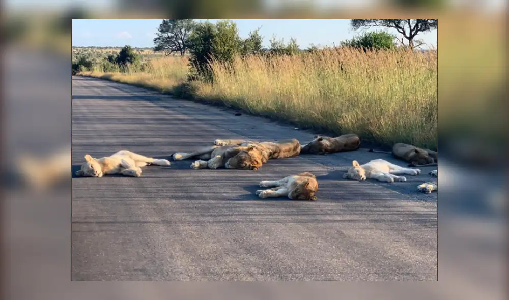 Desliza hacia la izquierda para ver más del viral