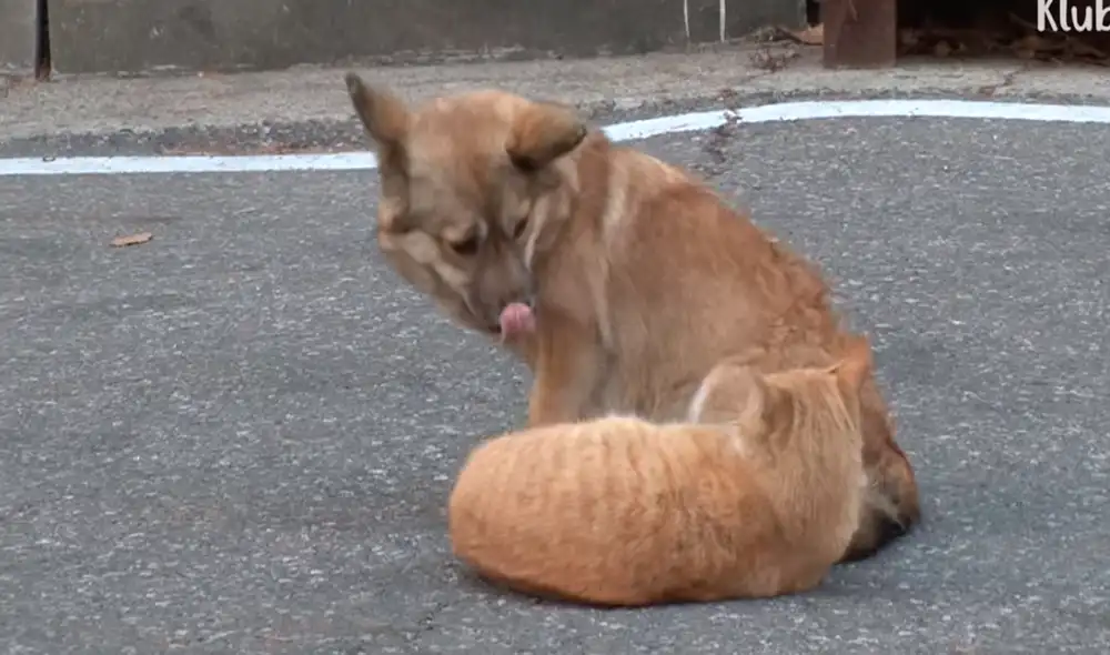 Actualmente, Nyang y Meong están a la espera de alguna familia solidaria que los adopten juntos debido que por varios años han vivido juntos. Actualmente, Nyang y Meong están a la espera de alguna familia solidaria que los adopten juntos debido que por varios años han vivido juntos.