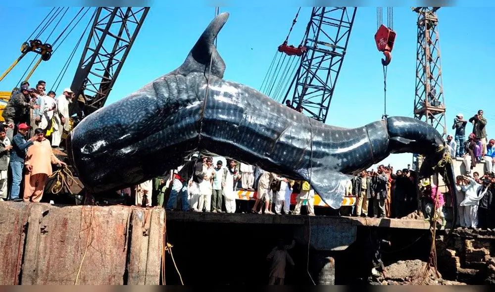 Japón anuncia su retorno a la caza comercial de ballenas Japón anuncia su retorno a la caza comercial de ballenas