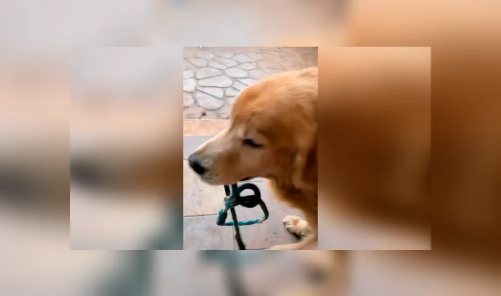 Desliza las imágenes hacia la izquierda para apreciar el comportamiento de un perro para intentar salir a la calle.