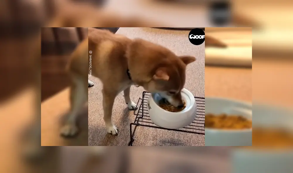 Desliza para ver el desenlace de este video viral publicado en YouTube. Foto: Captura.