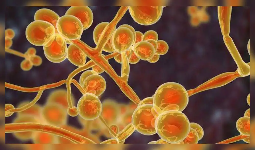 Candida auris Candida auris