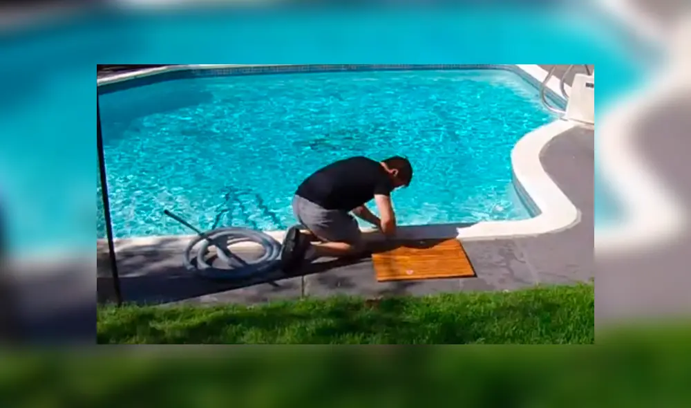 El hombre cayó a la piscina tras ver al animal que había debajo del trozo de madera. Foto: captura