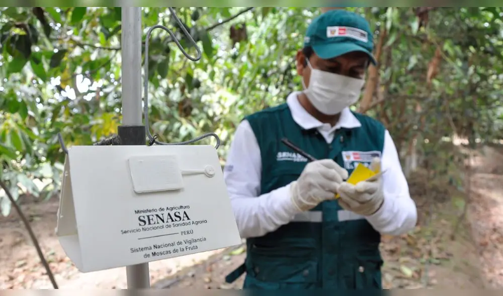Erradicación de la mosca de la fruta