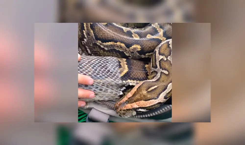 Veterinario ayuda a una anaconda de 3 metros a mudarse de piel. Veterinario ayuda a una anaconda de 3 metros a mudarse de piel.