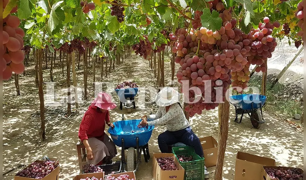 Las uvas son uno de los frutos que crecen más en este valle. Las uvas son uno de los frutos que crecen más en este valle.