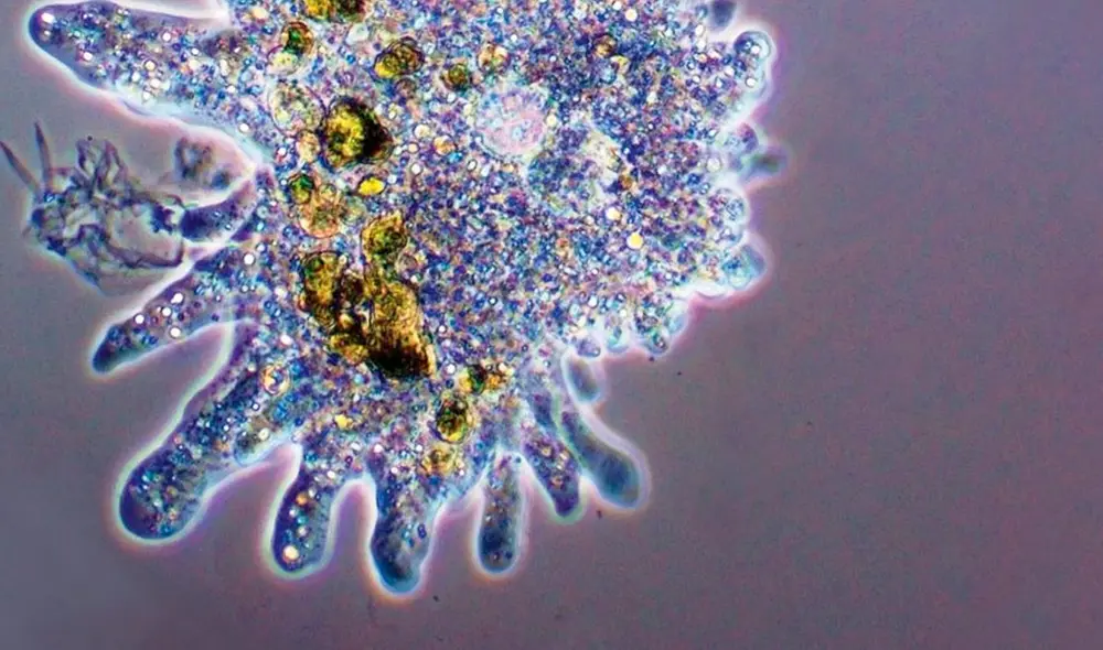 El virus detectado comenzó a infectar amebas en el laboratorio. Foto: referencial / Science Focus