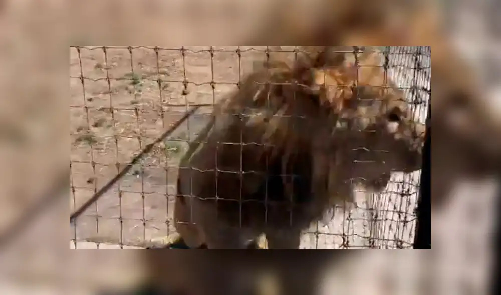 Vía YouTube: león es separado de su pareja en celo y enfurece con su amo [VIDEO]