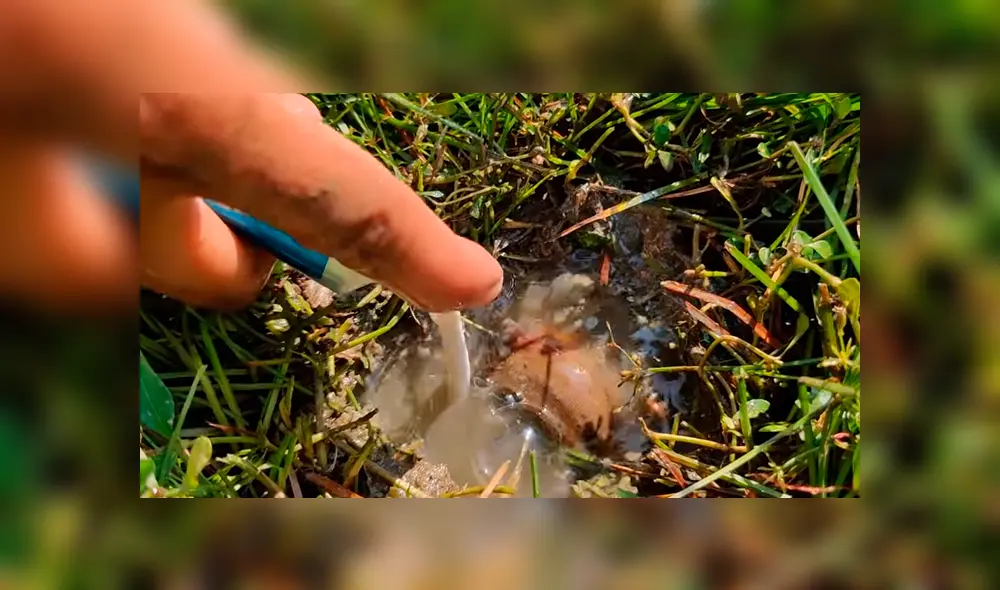 Un video viral de YouTube muestra el momento en que un joven usa pasta dental para atrapar extrañas criaturas. Un video viral de YouTube muestra el momento en que un joven usa pasta dental para atrapar extrañas criaturas.