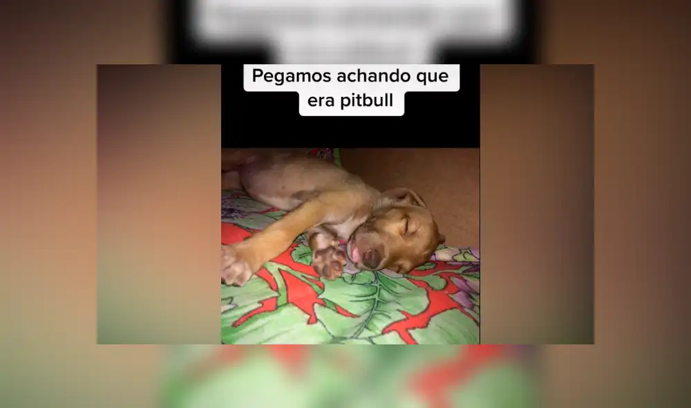 Desliza las imágenes para ver el increíble cambio que experimentó este presunto perro ‘pitbull’. Fotocapturas: Caroline Bittencourt/TikTok Desliza las imágenes para ver el increíble cambio que experimentó este presunto perro ‘pitbull’. Fotocapturas: Caroline Bittencourt/TikTok