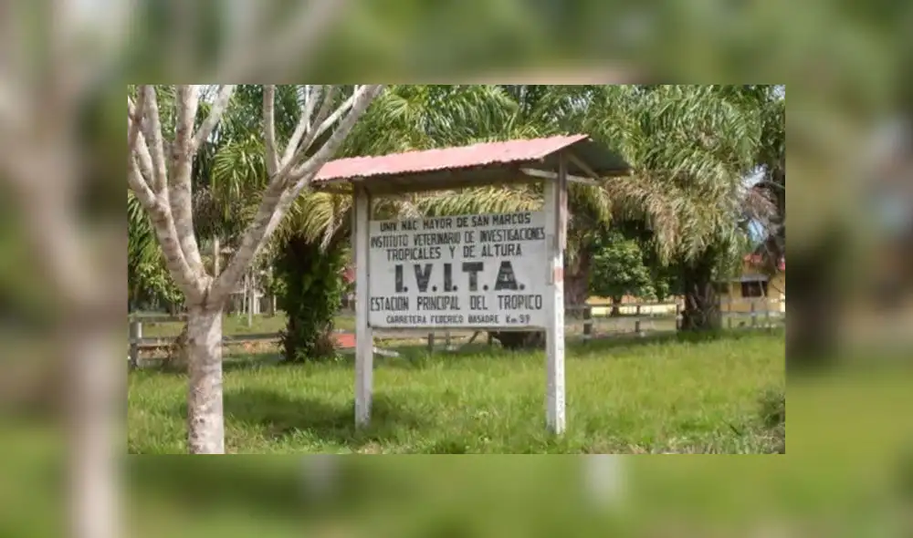 Roban árboles de instituto de San Marcos. Créditos: Difusión. Roban árboles de instituto de San Marcos. Créditos: Difusión.