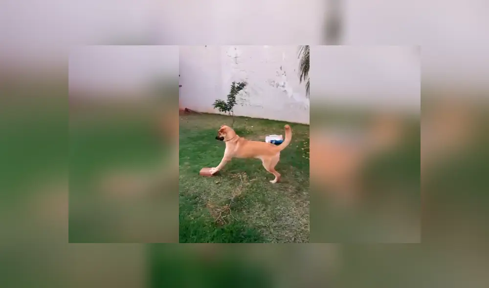 Desliza las imágenes hacia la izquierda para conocer la divertida escena protagonizada por un perro. Fotocaptura: Facebook.