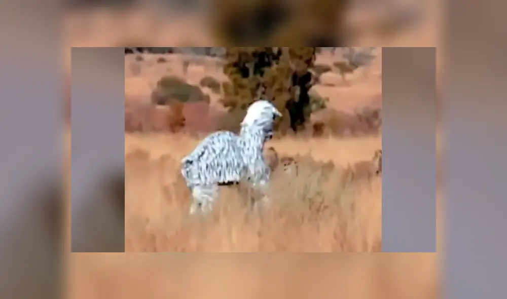 Facebook: arriesgados hombre se visten de cebra para asustar a los animales en África y ocurre lo peor [VIDEO]