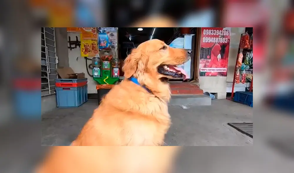 Desliza las imágenes para saber la historia de Zeus, un perro que acude a las tiendas y ayuda en casa. Foto: Primer Impacto.