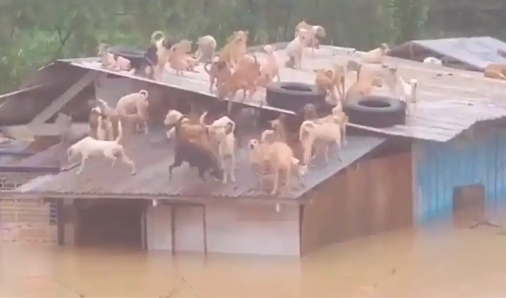 En total fueron 65 perros rescatados del albergue para animales. Foto: Newsflare / YouTube
