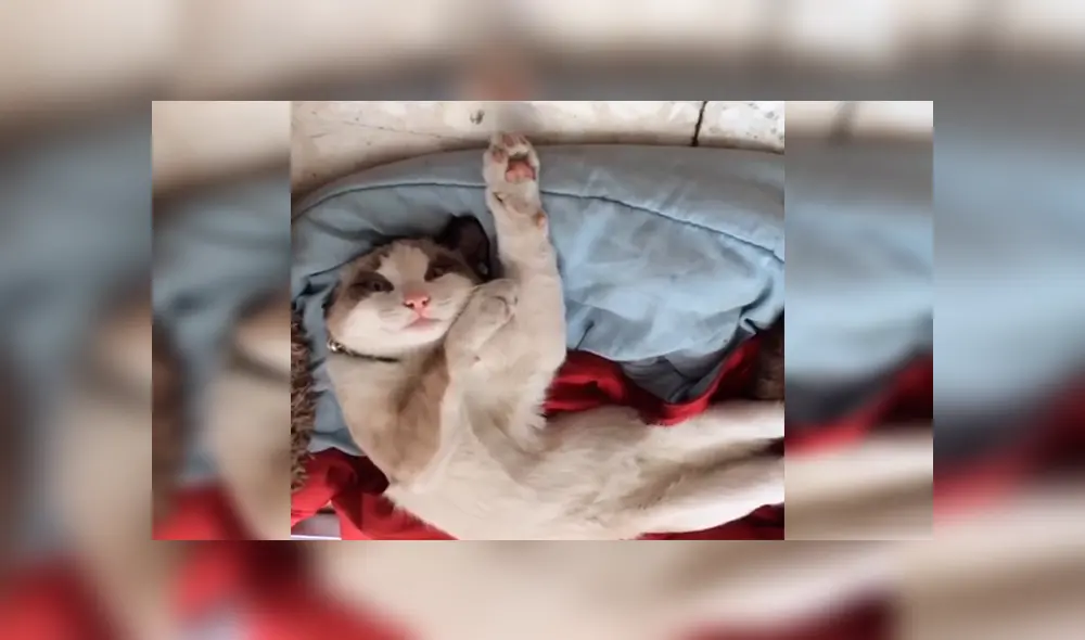 Facebook viral: chica quería bañar a su gato, pero este le responde con un rotundo “no” [VIDEO]