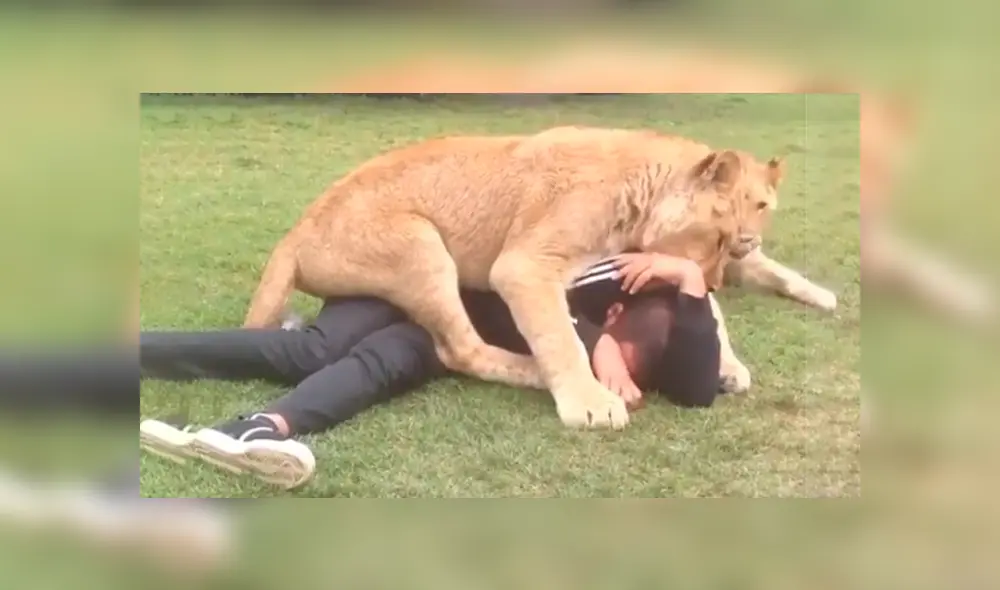 En Facebook se compartió un video que muestra la reacción que tuvo un león al toparse con un hombre. En Facebook se compartió un video que muestra la reacción que tuvo un león al toparse con un hombre.