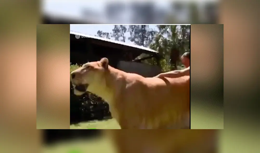 YouTube viral: Tigresa y león tienen cría considerada el felino más grande del mundo [VIDEO]