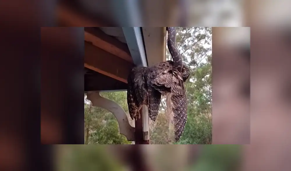 YouTube viral: enorme ave descansaba en tejado, sin imaginar que serpiente hambrienta la devoraría 