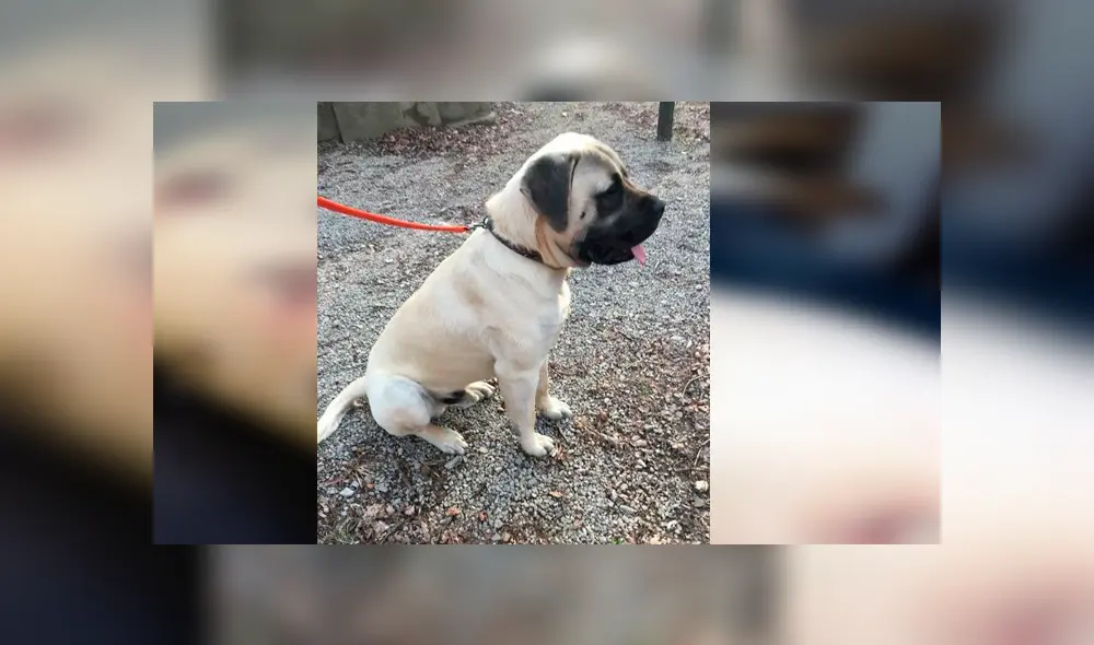 Desliza para ver los detalles de esta historia que se viralizó en Facebook. Foto: Captura. Desliza para ver los detalles de esta historia que se viralizó en Facebook. Foto: Captura.