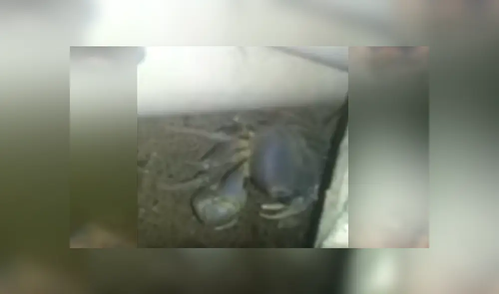 Un video viral de Facebook muestra al cangrejo con cientos de crías escondido en una tubería. Un video viral de Facebook muestra al cangrejo con cientos de crías escondido en una tubería.