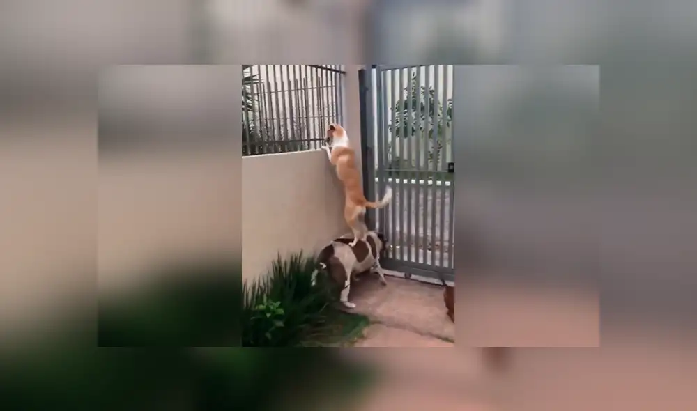 Facebook viral: graban a perro siendo el 'banquito' de su amigo que estaba 'enamorado' de la vecina [VIDEO]