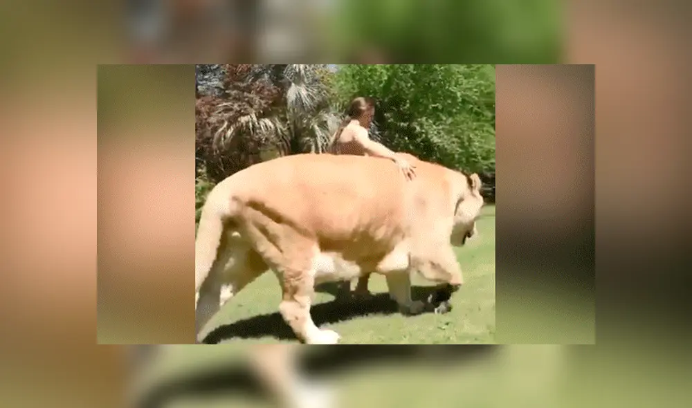 YouTube viral: Tigresa y león tienen cría considerada el felino más grande del mundo [VIDEO]