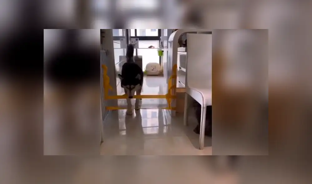 Desliza las imágenes para conocer la travesura que cometió un perro al arruinar un juego que creó su dueño. Foto: Captura. Desliza las imágenes para conocer la travesura que cometió un perro al arruinar un juego que creó su dueño. Foto: Captura.