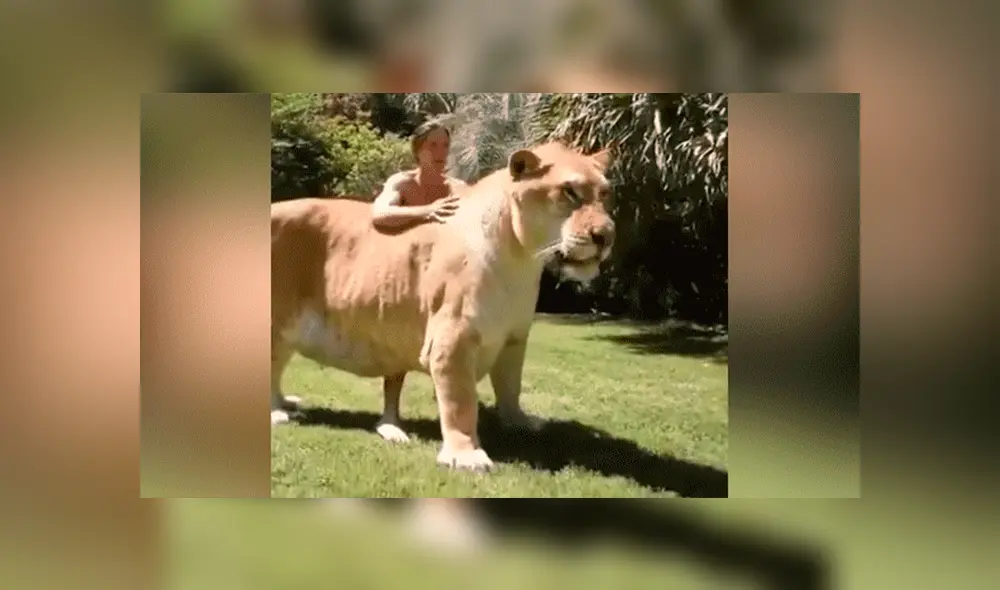 YouTube viral: Tigresa y león tienen cría considerada el felino más grande del mundo [VIDEO]