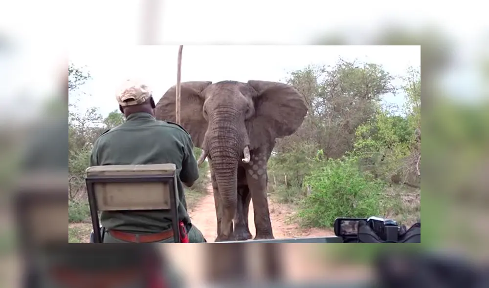 Un video viral de Facebook registró el momento en que un enfurecido elefante intenta atacar a un grupo de turistas. Un video viral de Facebook registró el momento en que un enfurecido elefante intenta atacar a un grupo de turistas.