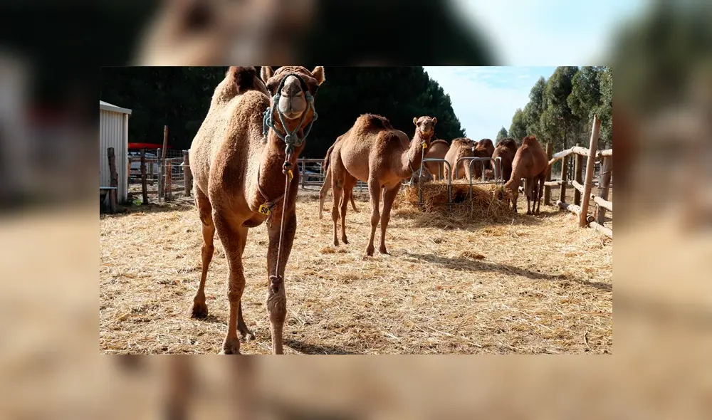 Posible sacrificio en Australia